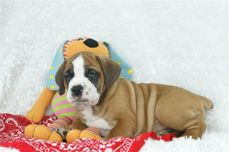 Maxwell Beabull Bull Rockin R Puppies